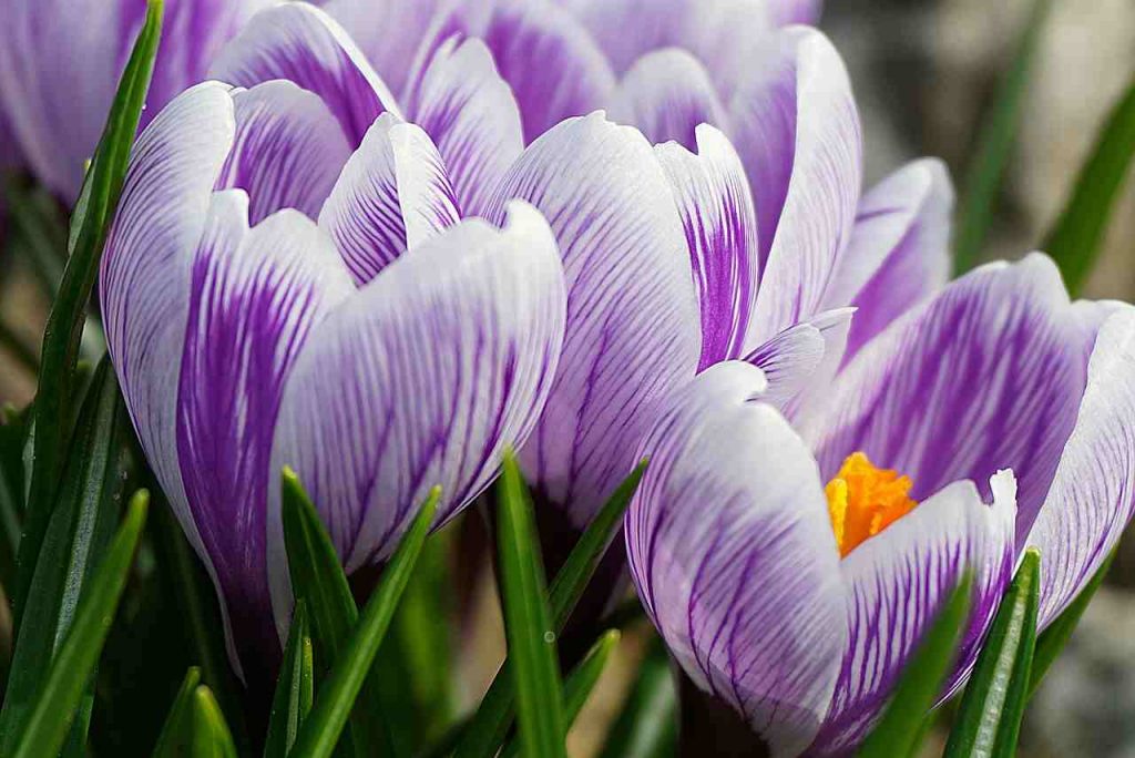 non confondere questo fiore con lo zafferano