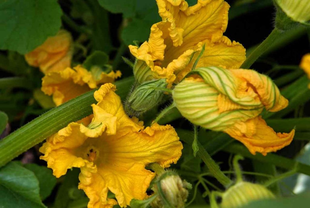 fiori di zucca