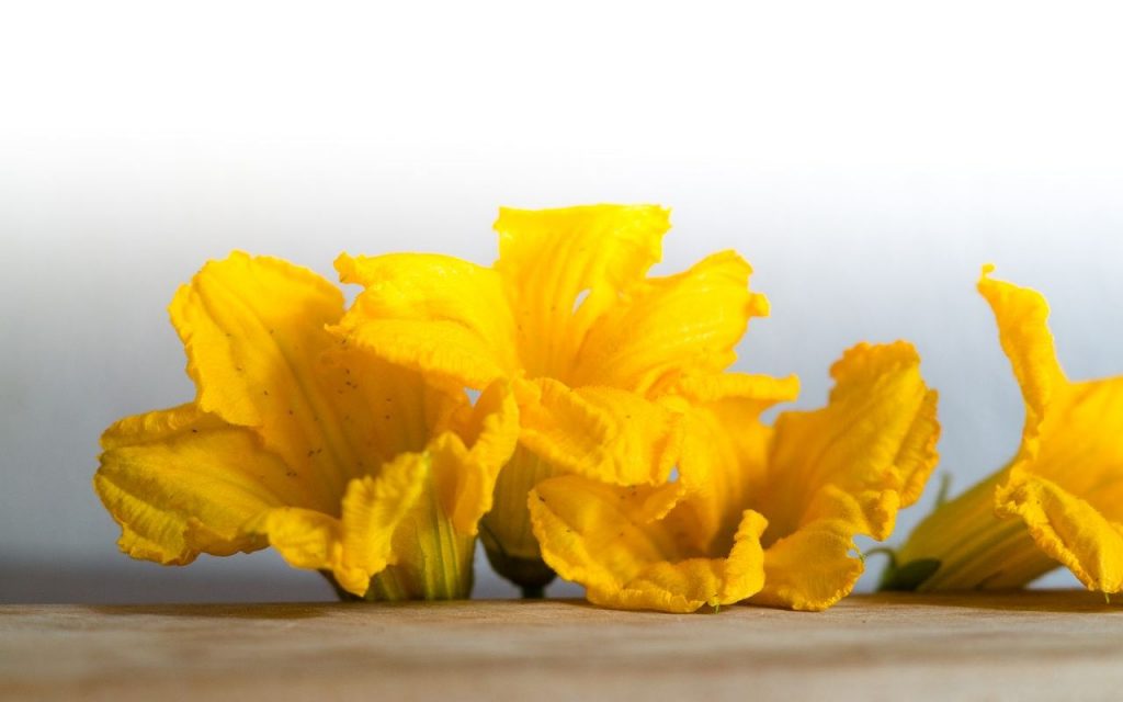 Farcire fiori di zucca