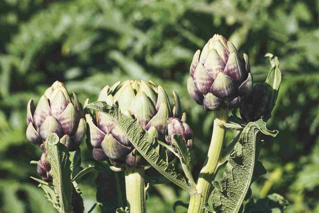 carciofi alla Caravaggio