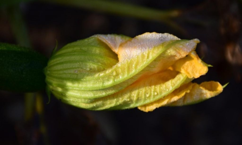 fiori di zucca