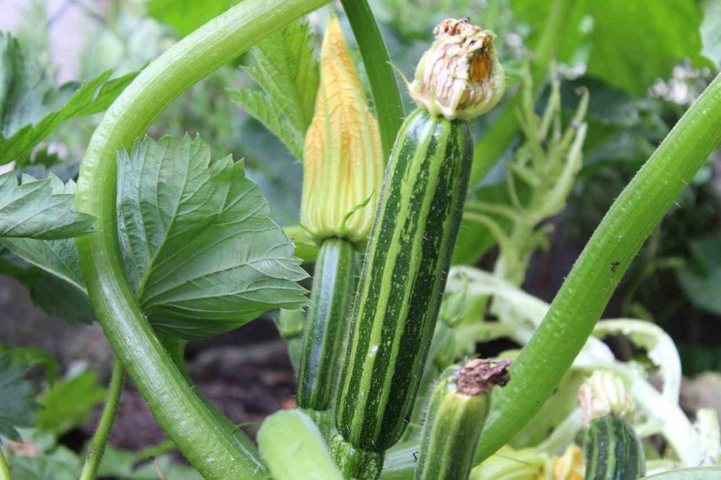 'rosti' zucchine