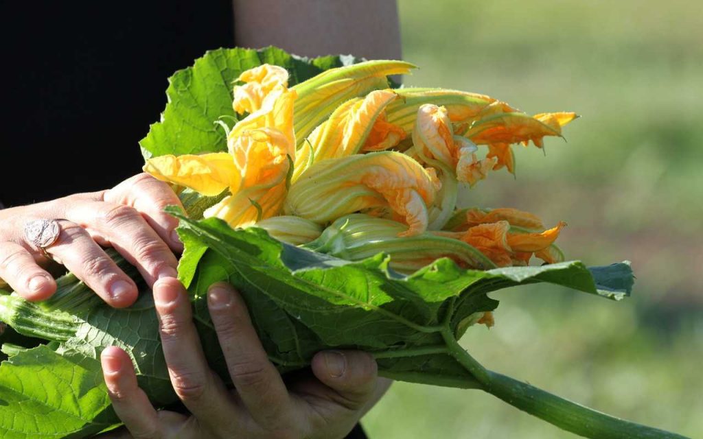 fiori di zucca