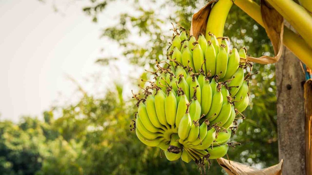 Banane crescono alberi