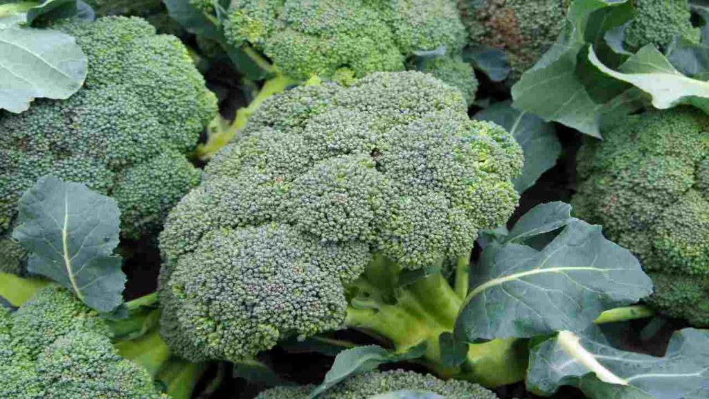 come pulire i broccoli