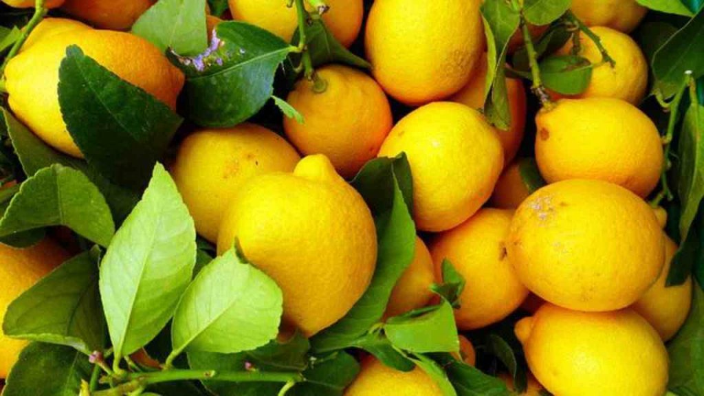 limoni