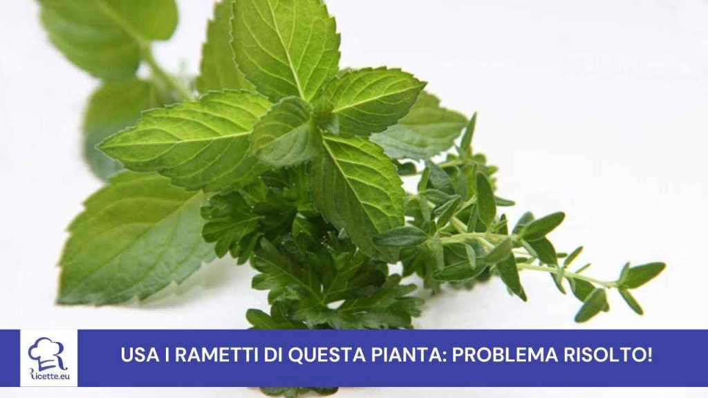 piantina problema