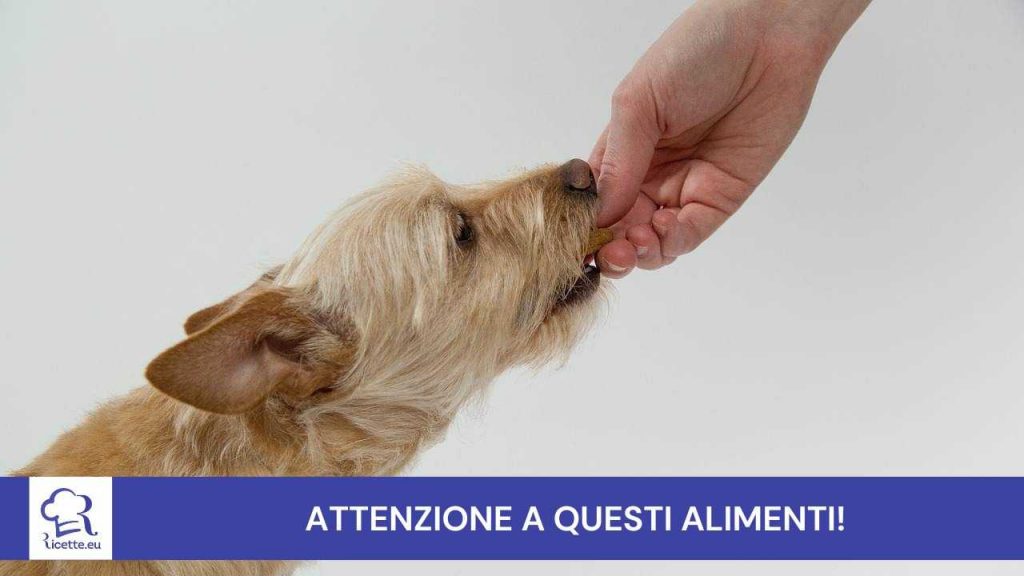 Quali alimenti non dovreste dare cane