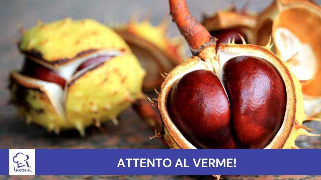 Castagne verme