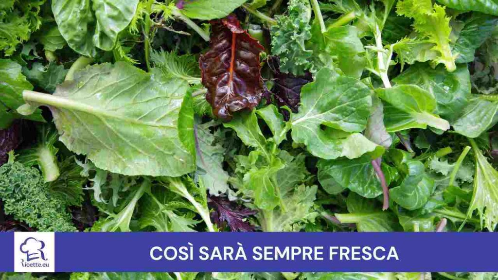 Conservare l'insalata