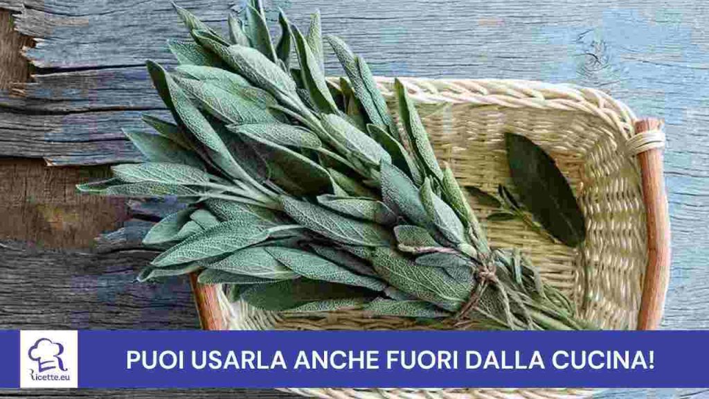 Salvia per cucinare